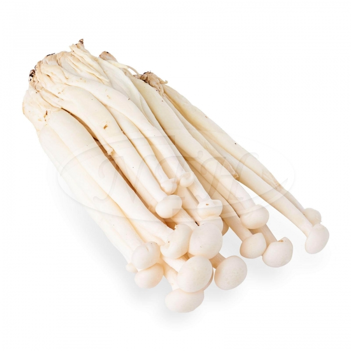 Snow White Muchroom/ Cendawan Putih Salji